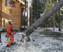 Удаление деревьев целиком с земли (свободная валка или с оттяжкой)